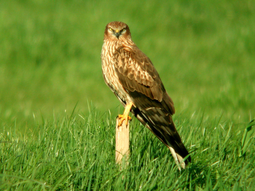 Mittig im Bild sitzt eine weibliche Wiesenweihe auf einem Holzpfosten. Sie blickt mit ihrem markanten Gesicht zentral auf den Betrachter. Um den Greifvogelansitz und im Hintergrund erstreckt sich eine intensive Wirtschaftswiese.