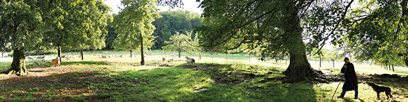 Ein Schäfer mit Schäferhund steht auf seinen Stab gestützt vor einer Weidelandschaft mit vereinzelten alten Bäumen.