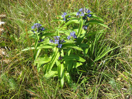 Eine blau blühende Wildstaude mit mehreren Trieben.