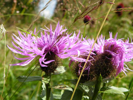 Großaufnahme dreier violetter Blütenköpfe.