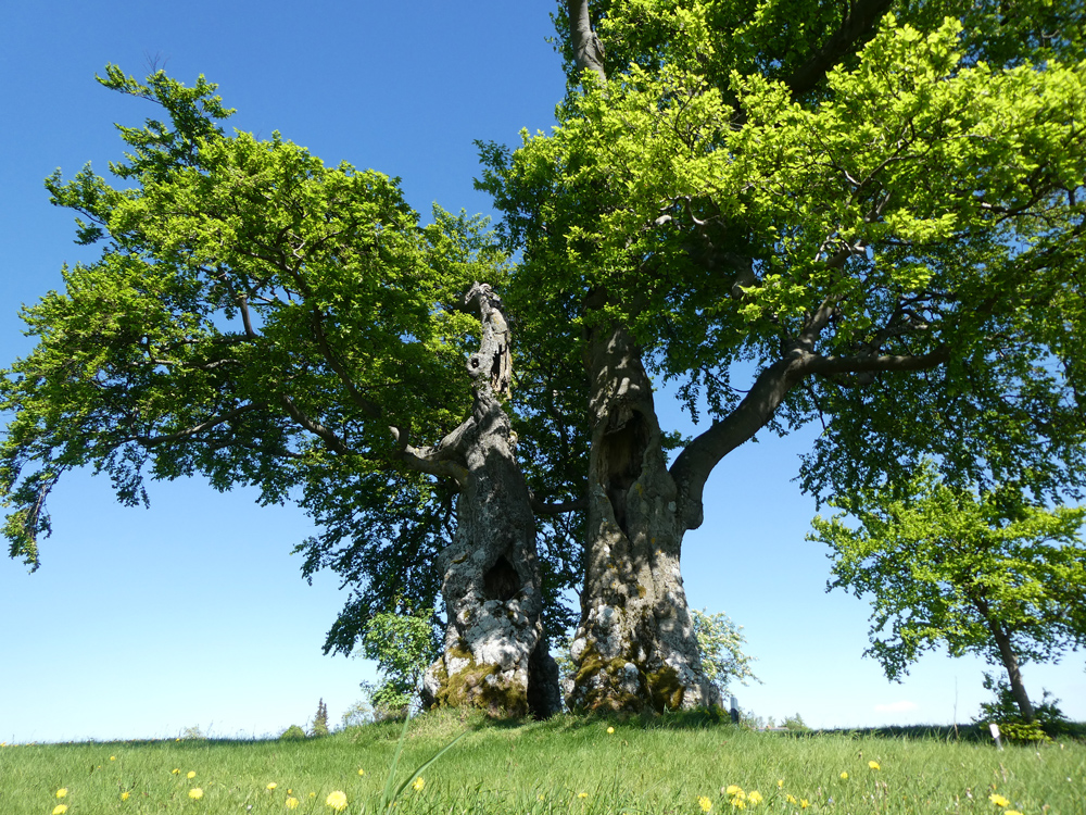 Zwei uralte Buchen stehen Stamm an Stamm in der freien Landschaft.