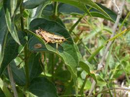 Eine Gebirgsschrecke sitzt auf einem Blatt im Gebüsch.