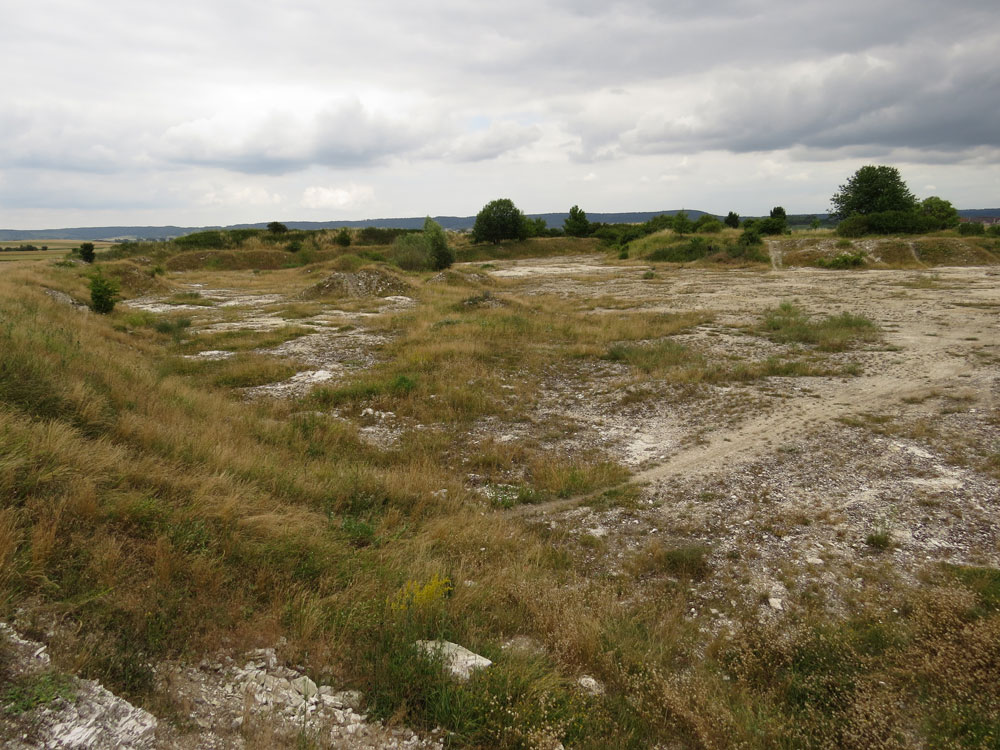 Blick in eine karge Landschaft mit Wildgräsern und -kräutern neben sandigen Kahlstellen, die einen aufgelassenen Steinbruch erahnen lassen. 