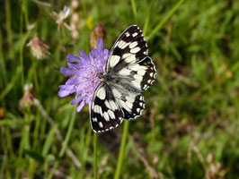 Großaufnahme eines weiß-schwarz-gemusterten Schmetterlings.