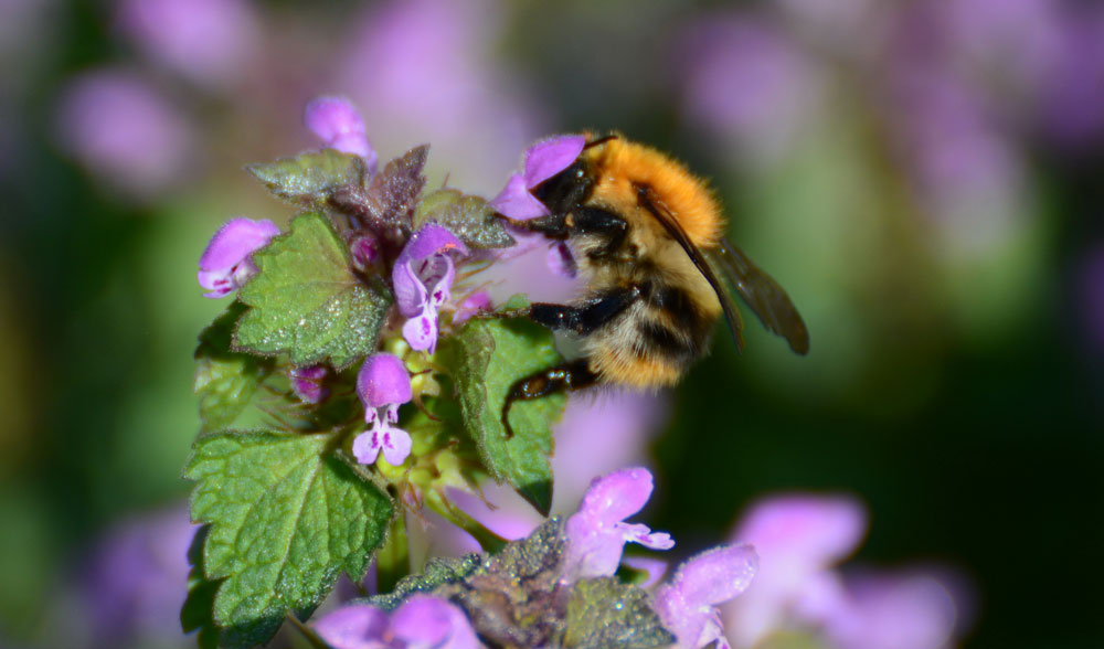 Eine Ackerhummel sitzt auf einer lilafarbenen Blüte.