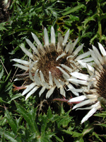 Zwei Blüten der Silberdistel in Nahaufnahme.