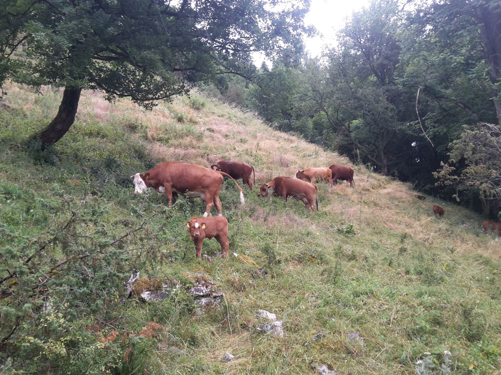 Sechs Kühe und Kälber grasen auf einer steilen und von Felsen durchsetzten Wiese.