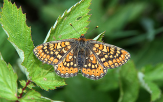 Ein Schmetterling präsentiert auf seinen ausgeklappten Flügeln ein  regelmäßiges Muster aus roten, gelben und braunen Flecken.
