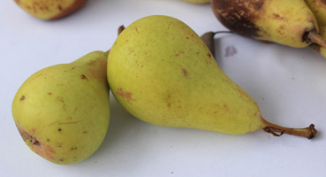 Zu sehen sind zwei gelb-grüne Früchte der nur lokal im Landkreis Miesbach als „Haferbirne“ verbreiteten Birnensorte.