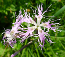 Bizarr geformte lila Blüte einer wilden Prachtnelke.