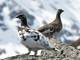 Ein Pärchen Schneehühner sitzt auf einem Felsen. Im Vordergrund das Männchen, im Hintergrund das Weibchen.