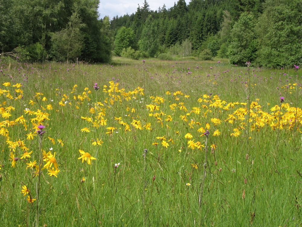 In einem von Nadelwald begrenzten Tal liegt eine Wiese mit Dutzenden gelb blühenden Arnika und violetten Disteln.