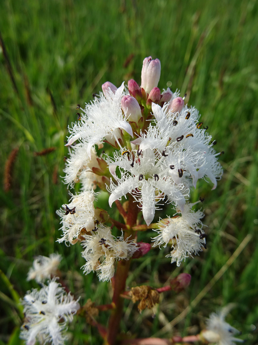 Das Bild zeigt eine weiße Blume mit haarigem Blütenstand im Moor.