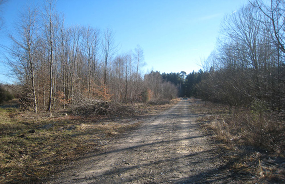 Eine breite Sandstraße, gesäumt von laublosen Bäumen, führt unter strahlend blauem Himmel auf einen Wald zu.