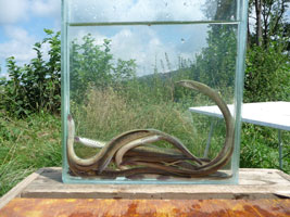In einem großen Glaskubus sind mehrere aalähnliche Tiere zu sehen. Der Kubus wurde auf einer Grünfläche aufgestellt, umringt von Gebüsch.