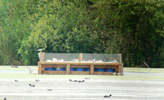 Großaufnahme eines auf einem See liegenden Floßes, das von Brutpaaren der Fluss-Seeschwalbe besetzt ist.