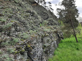 Ansicht einer Serpentinit-Felswand an der Wojaleite mit einzelnen Kiefern. Es ist offener Fels zu sehen, Horste des graublauen Blauschwingels (Festuca cinerea), vereinzelt die hellgrünen Polster des Mauerpfeffers (Sedum acre) und die graugrünen polsterartig wachsenden Grundblätter der Pfingstnelke.