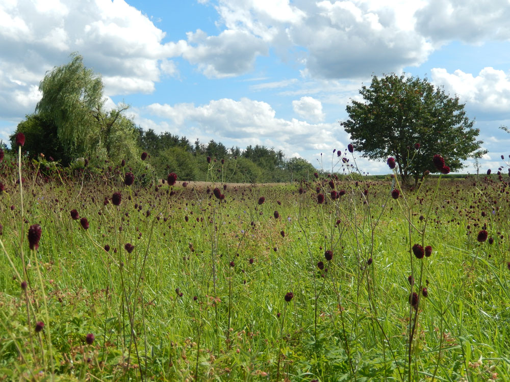 Auf einer extensiv genutzten Wiese im Landkreis Forchheim steht der Große Wiesenknopf in voller Blüte.