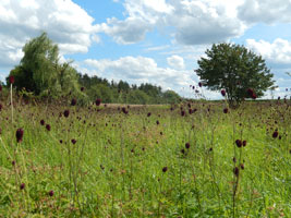 Auf einer extensiv genutzten Wiese im Landkreis Forchheim steht der Große Wiesenknopf in voller Blüte.