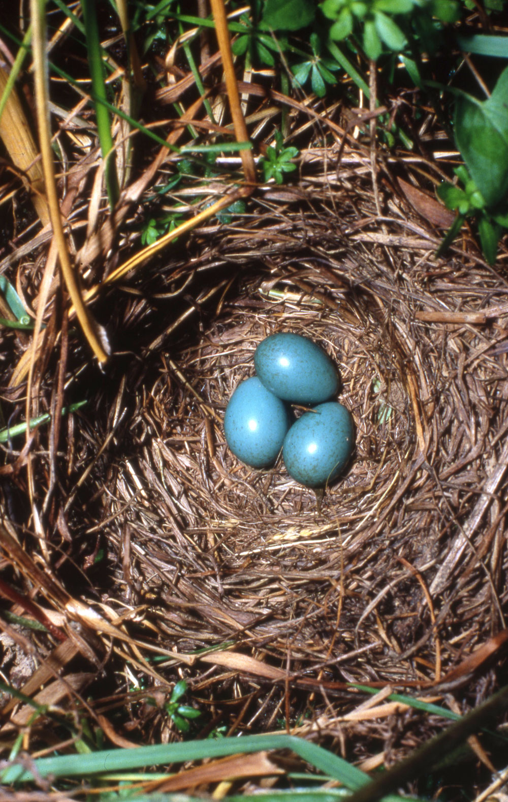 Blick von oben in ein am Boden legendes Vogelnest mit drei türkisblauen Eiern.