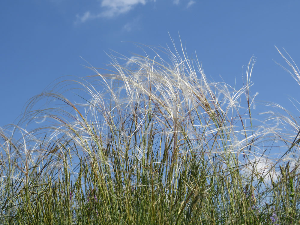 Nahaufnahme eines Gräserbüschels mit auffällig langen weißen Spitzen, gegen den blauen Himmel fotografiert.