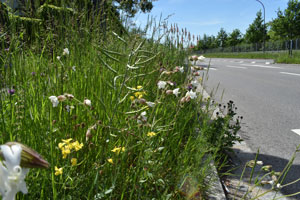 Bunt blühender Straßenrand.