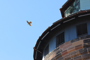 Am blauen Himmel kreist ein Falke neben einem alten Turm.