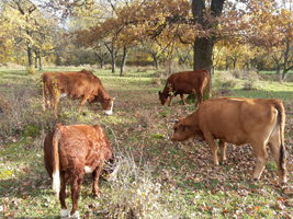 Vier braune Kühe grasen unter herbstlich verfärbten Eichen.