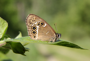 Mit gefalteten Flügeln sitzt ein Schmetterling auf einem Blatt und zeigt seine Flügelunterseite, die durch mehrere schwarz-gelbe Ringe auf braunem Grund sehr kontrastreich wirkt.