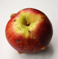 Apfel mit gelber Grundfarbe, großflächig dunkelroter Deckfarbe und ausgeprägten Warzen – unbekannte Sorte, die im Landkreis Traunstein als „Tiroler“ bekannt ist.