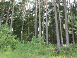 Wald aus Kiefern, an deren Stämmen Fledermaus-Nistkästen aus Holz angebracht sind.