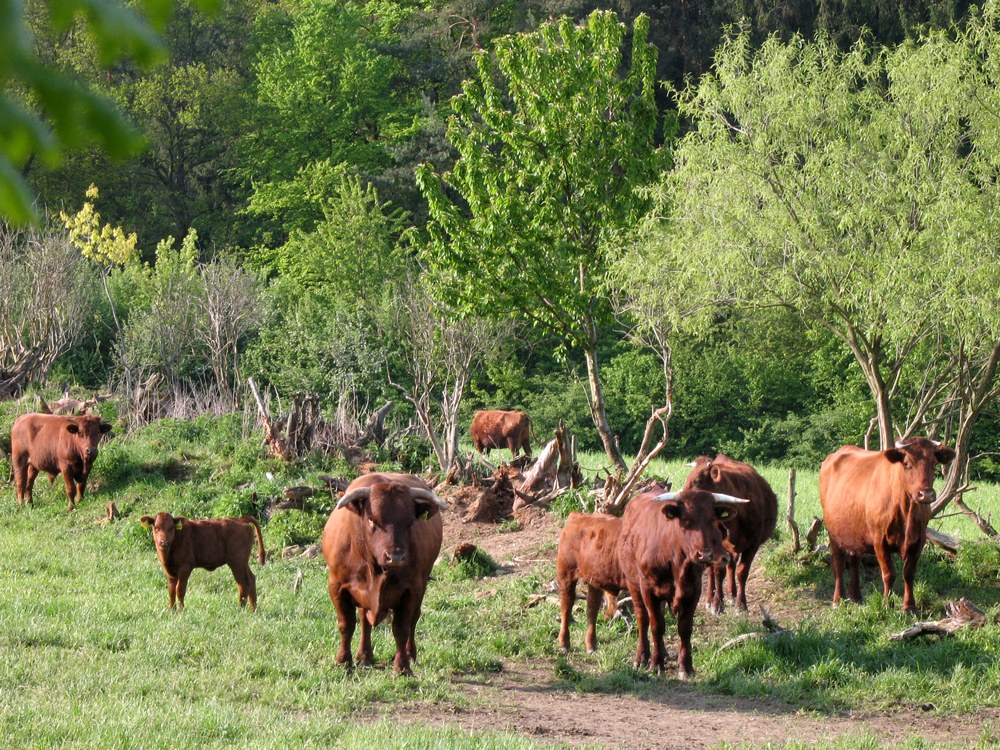 Ein Rinderherde mit Kälbchen steht auf einer von Büschen und Bäumen begrenzten Weide und blickt den Betrachter an.