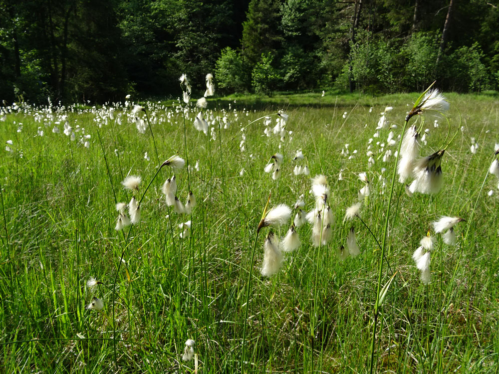 Das Bild zeigt eine Wiese mit vielen Blüten des Wollgrases.