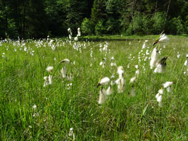 Das Bild zeigt eine Wiese mit vielen Blüten des Wollgrases.