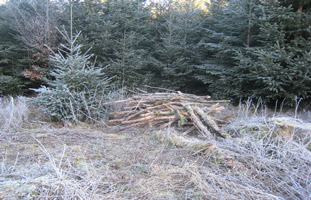 Ein Stapel aus morschen Ästen liegt am Waldrand im welken Gras auf einer mit Raureif bedeckten Wiese.