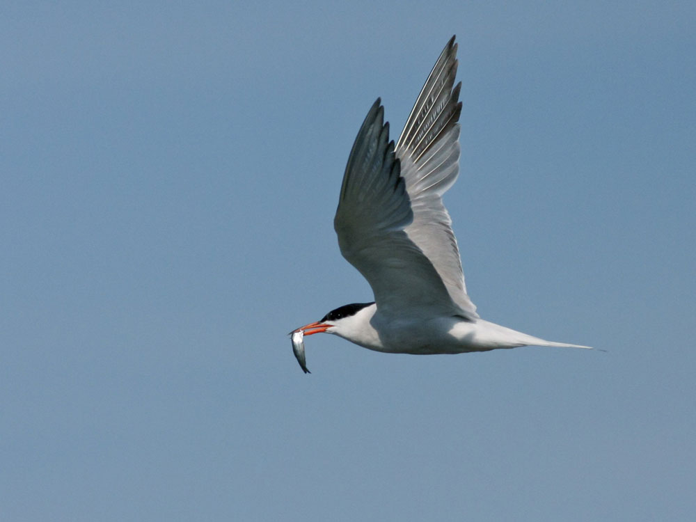 Eine Fluss-Seeschwalbe im Flug; im Schnabel hält sie einen Fisch.