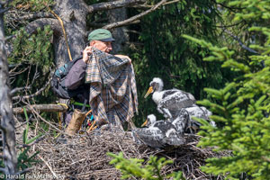 Auf dem Foto ist ein Mann in einem Schwarzstorch-Horst abgebildet. Er trägt Kletterzeug, einen Sonnenschutz und Outdoor-Bekleidung. Ihm gegenüber sitzen drei junge Schwarzstörche, die in den nächsten Augenblicken beringt werden sollen. Bei dieser Momentaufnahme ist der Mann gerade dabei, eine Decke über einen Jungvogel zu legen, damit dieser fachgerecht beringt und wissenschaftlich vermessen werden kann.