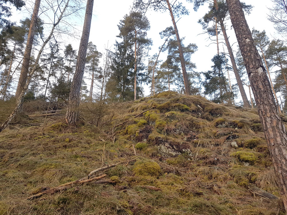 An einem mit Kiefern und Fichten licht bestandenen Hang ist ein Felskopf noch andeutungsweise zu erkennen. Er ist mit Moos, Gras und Erdauflage beinahe komplett zugewachsen. Durch die Verwitterung von stehendem und liegendem Totholz wird die Fläche mit Nährstoffen angereichert. Um Lebensraum für die Serpentinfelsflora zu schaffen, muss dieser wieder freigelegt werden.