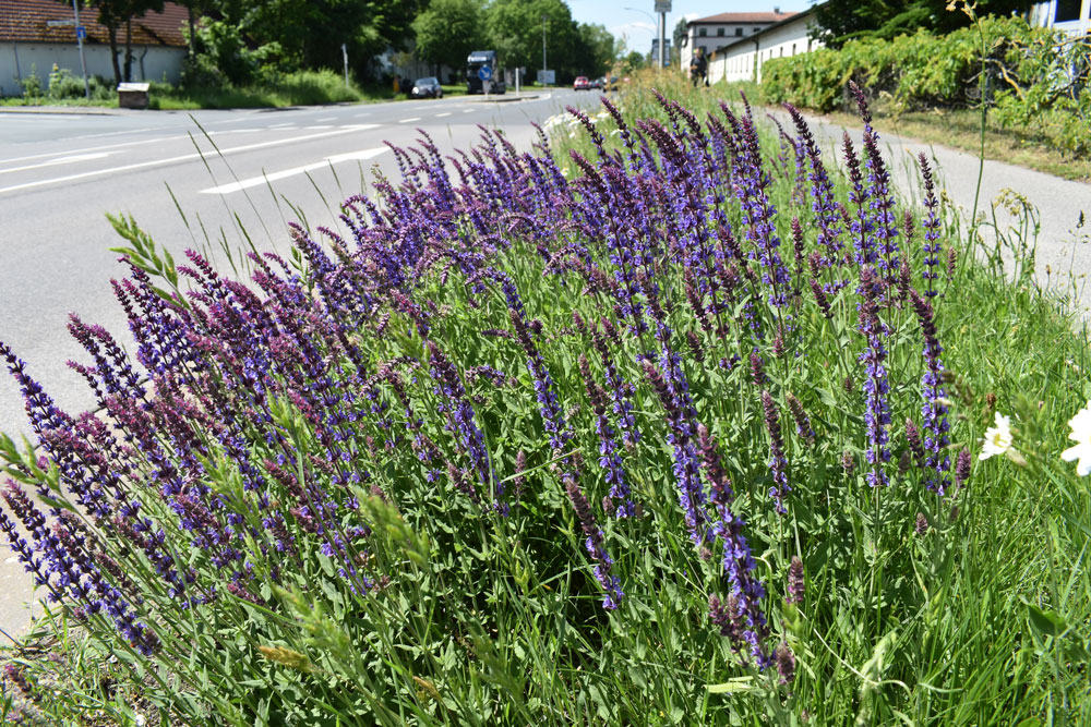 Violett blühender Straßenrand.