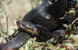 Eine einfarbig schwarz gefärbte Schlange hält ihren Kopf schräg nach oben und blickt den Betrachter mit ihrem roten Auge an.