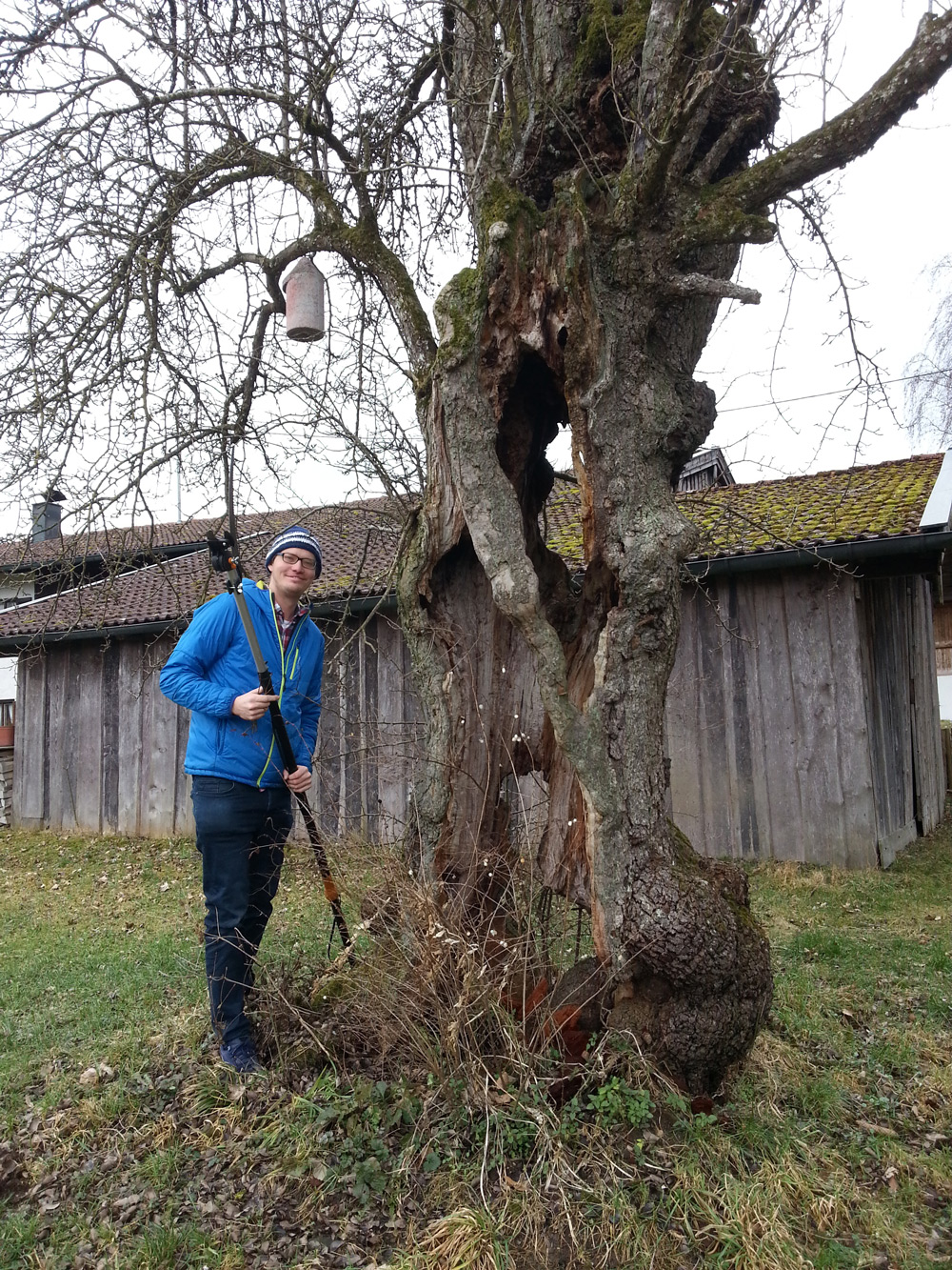 Zu sehen ist Projektmitarbeiter Georg Loferer bei der Reisernahme an einem vergreisten Birnbaum im Landkreis Miesbach. Der Stamm ist nur noch in Resten vorhanden. Durch großvolumige Höhlungen und Risse im Stamm kann man die dahinterliegende Scheune sehen.