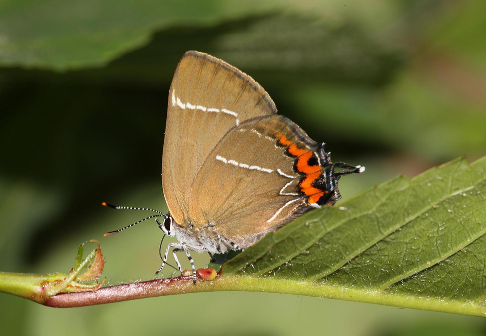 Auf einem Blattstiel sitzt ein Schmetterling mit gefalteten Flügeln, deren hellbraune Färbung am Rand von einem auffälligen Zickzackband aus Orange und Schwarz belebt wird.