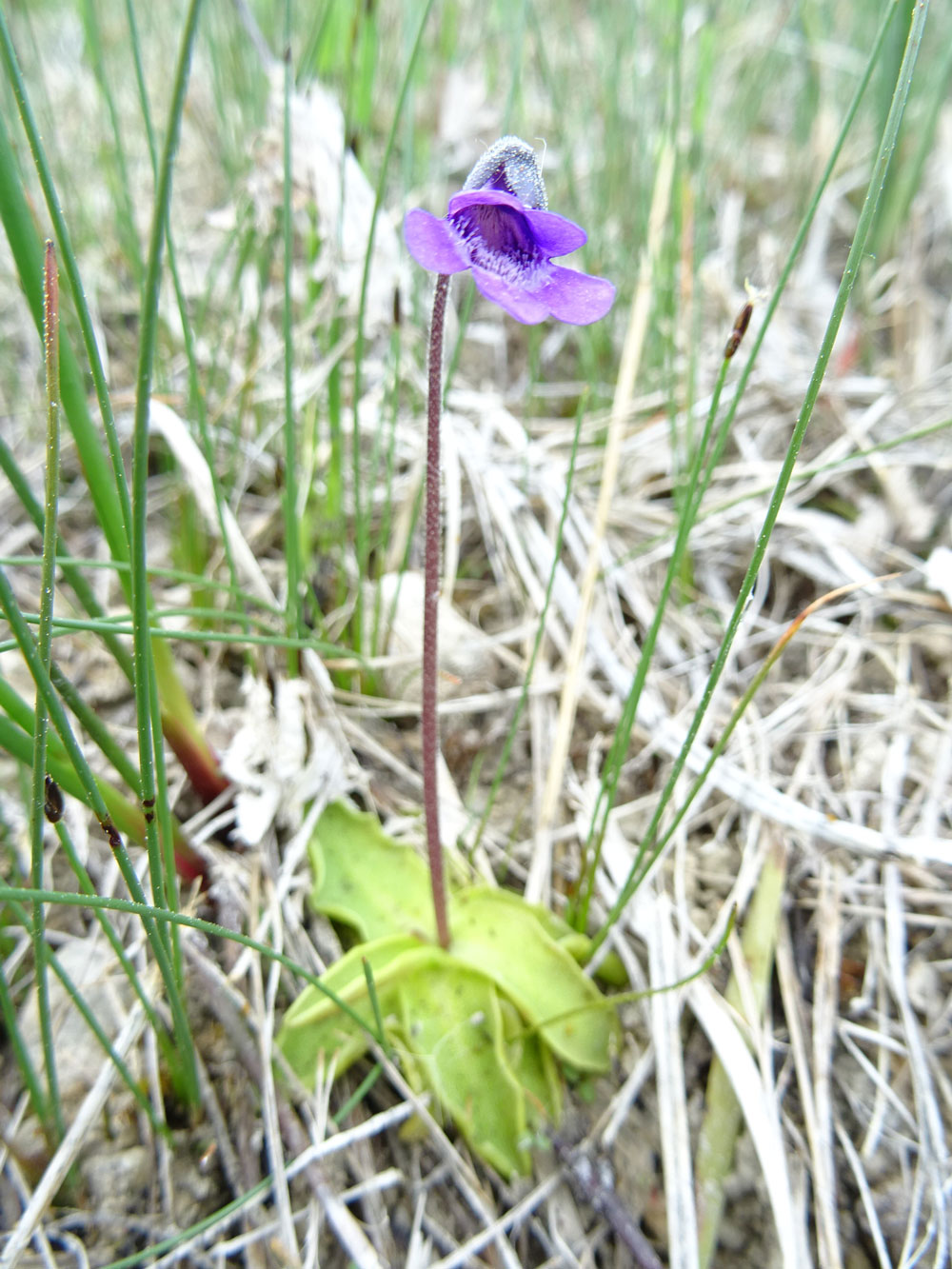Das Bild zeigt eine kleine Blume mit lila Blüte.