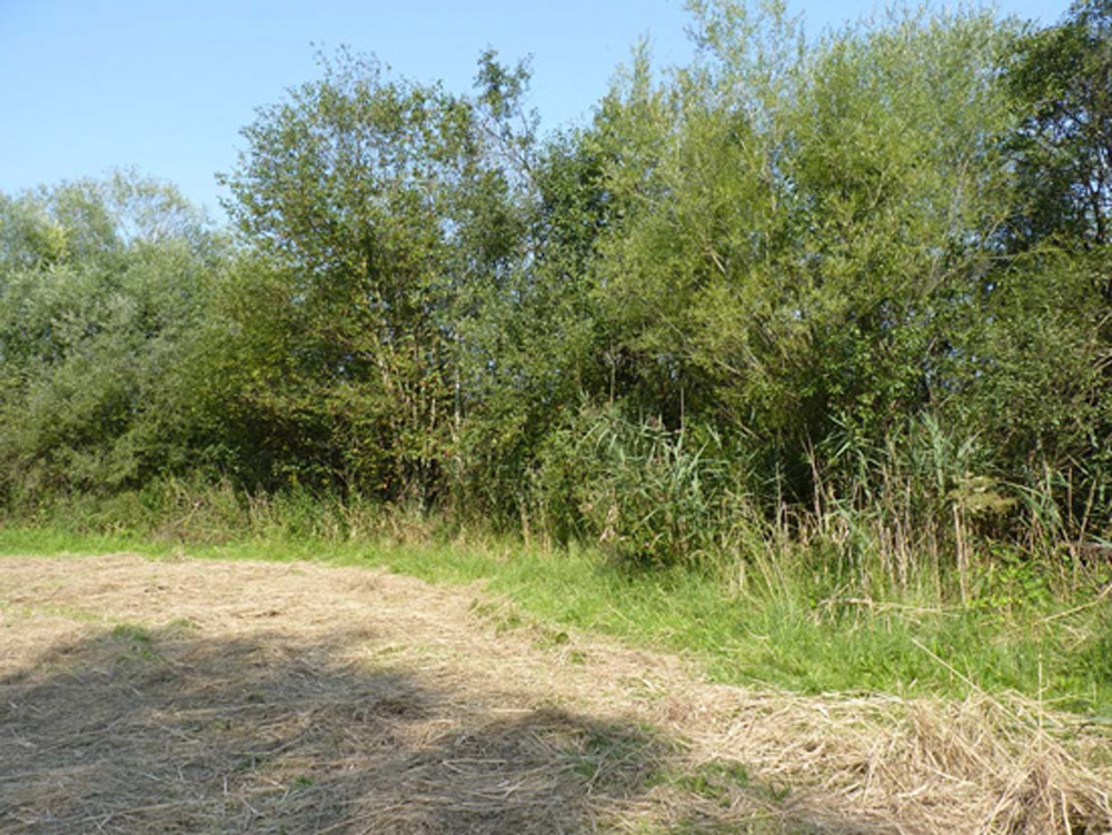 Eine mit trockenem Gras bedeckte Wiese grenzt an einen Wald.