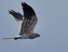 Mittig im Bild ist eine fliegende männliche Wiesenweihe fotografiert. Ihre ausgedehnten dunkel-schwarzen Flügelspitzen und das blaugraue Gefieder glänzen im Sonnenlicht und mit den Flugbewegungen.