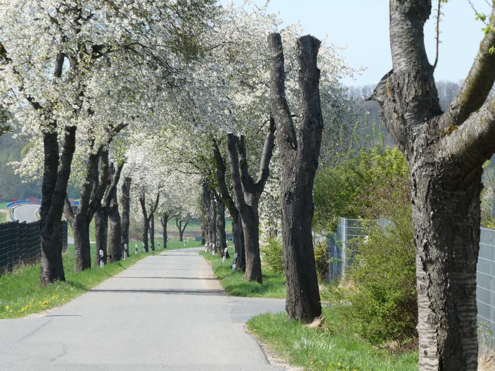 Allee aus blühenden Kirschbäumen.