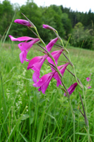 Zwei Rispen der einheimischen Sumpf-Gladiole mit magentafarbenen Blüten.