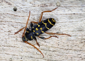Auf hellem Holz sitzt ein nach Wespenart schwarz-gelb gemusterter Käfer mit fast körperlangen Fühlern.