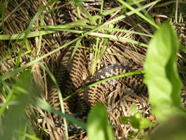 Eine farblich gut getarnte Kreuzotter liegt im welken Gras.