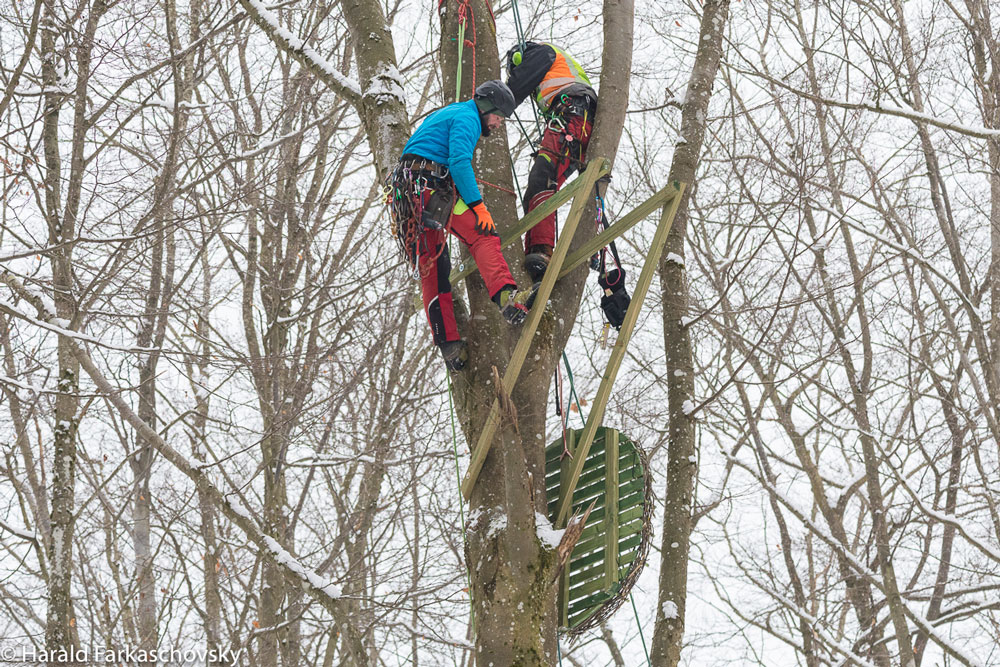 Das Foto zeigt einen Laubwald in einer verschneiten Winterlandschaft. Zwei Baumkletterer ziehen eine Nisthilfe für den Schwarzstorch (Nestplattform mit Kunsthorst) auf eine unbelaubte Rotbuche und bereiten diese für die nächste Brutsaison vor.